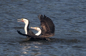 Pied cormorants